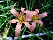 Pink Lady